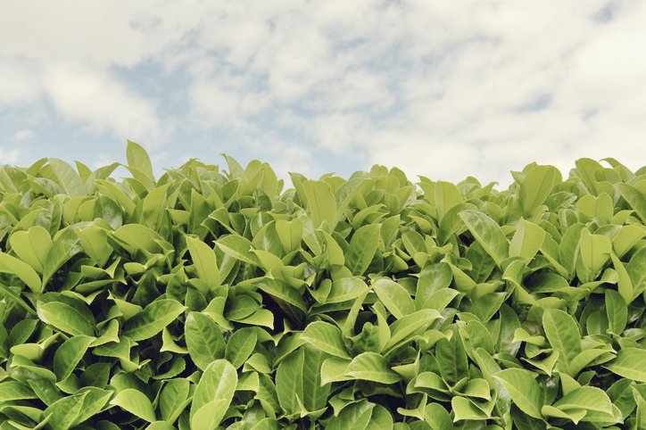 Kirschlorbeer-Hecken bis 1,5 m Breite