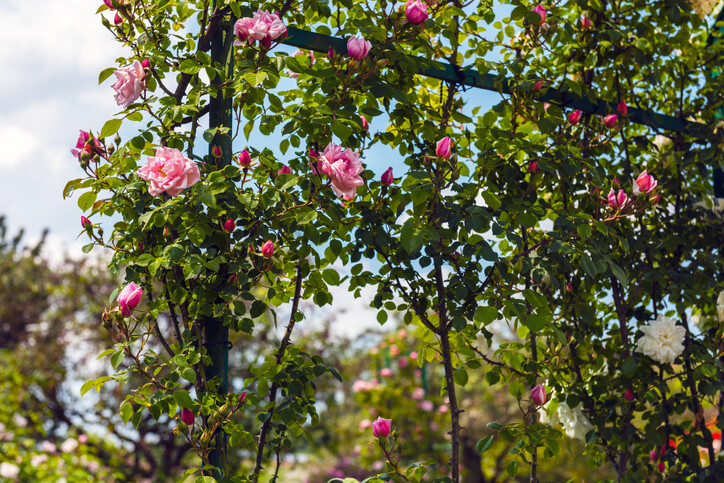 Kletterrose ist nicht gleich Kletterrose
