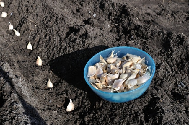Knoblauch im Herbst stecken