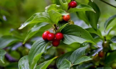 Kornelkirschen als Hecke ziehen