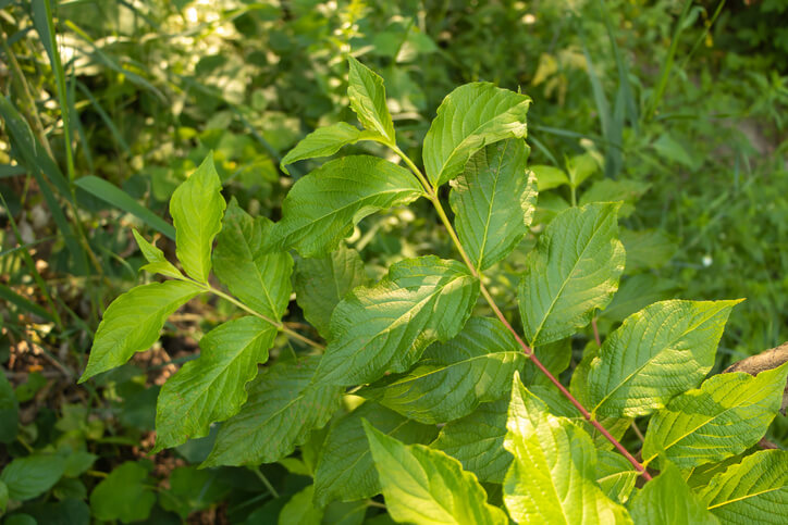 Kornelkirschen selbst ziehen