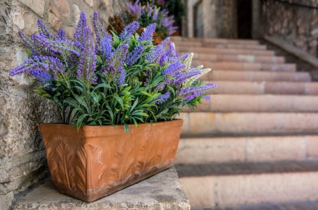 Kräuter die gegen Mücken helfen