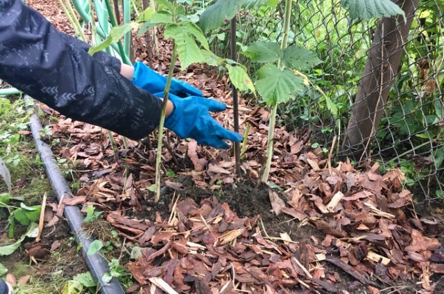 Laub als Mulchschicht verwenden