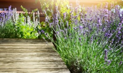 Lavendel aussäen - der richtige Zeitpunkt