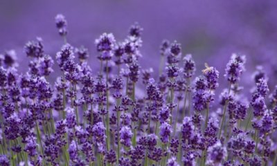 Lavendel im Steckbrief - alles Wissenswerte