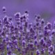 Lavendel im Steckbrief - alles Wissenswerte