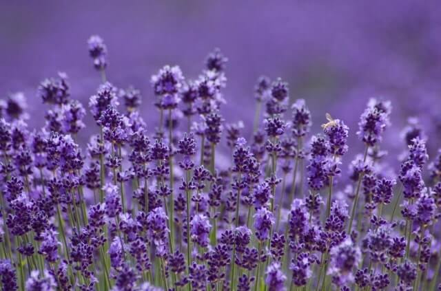 Lavendel im Steckbrief - alles Wissenswerte