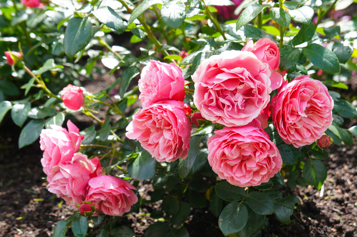 Leonardo da Vinci richtig einpflanzen