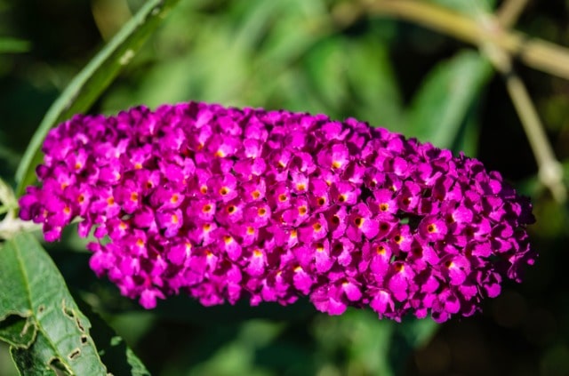 Löchrige Blätter am Sommerflieder - was tun