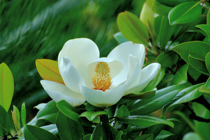 Magnoliensorten mit großen Blüten