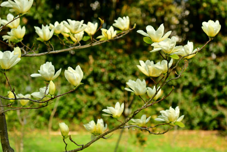 Magnoliensorten mit kleinen Blüten