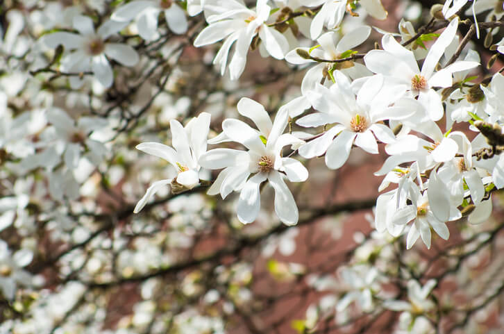 Magnoliensorten mit mittelgroßen Blüten