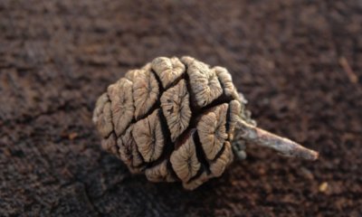 Mammutbaum Zapfen - alles Wissenswerte