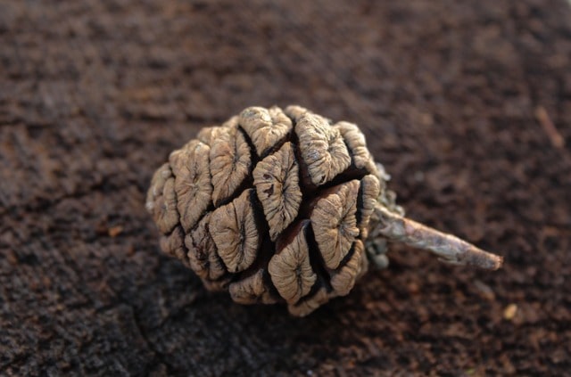 Mammutbaum Zapfen - alles Wissenswerte