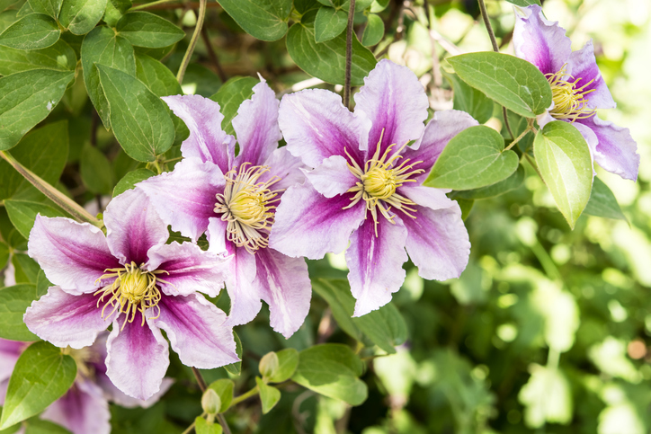 Mittelfrühe Clematis