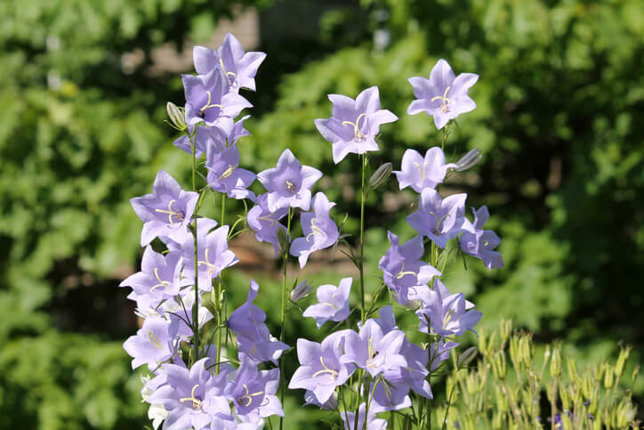 Mittelhohe und große Glockenblumen