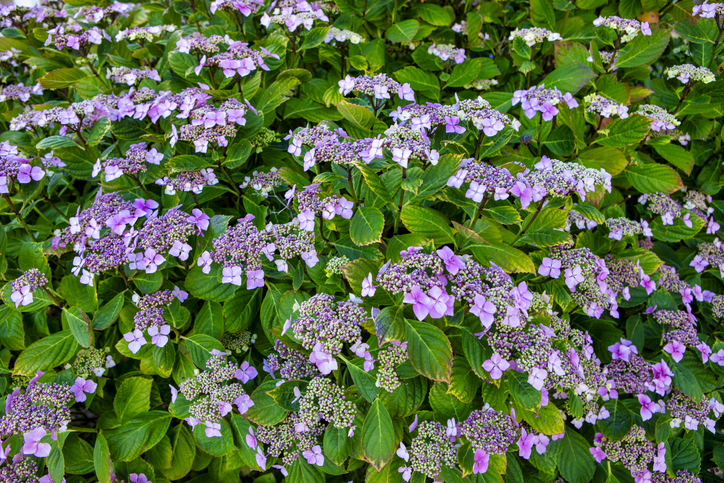 Muss eine Tellerhortensie beschnitten werden