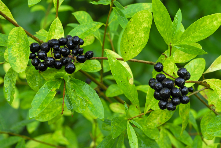 Muster auf den Blättern