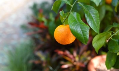 Orangenbaum pflanzen - Jahreszeit und Standort