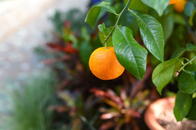 Orangenbaum pflanzen - Jahreszeit und Standort