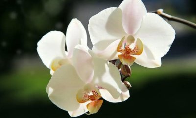 Orchideen Kosten - diese Preise fallen an