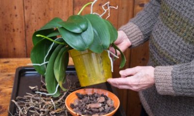 Orchideen retten - eine Anleitung