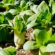 Pak Choi - Anbau in Deutschland