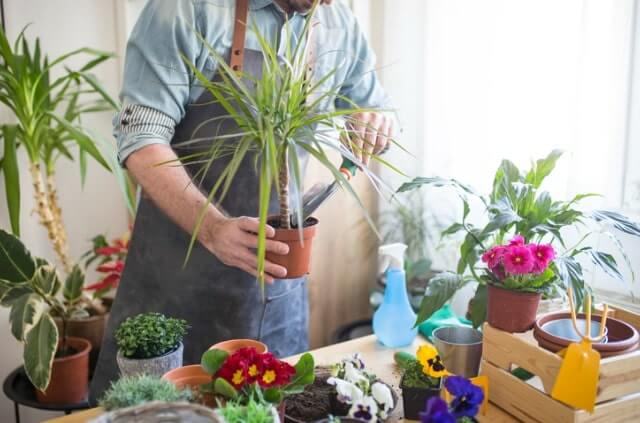 Palmen durch Stecklinge und Samen vermehren