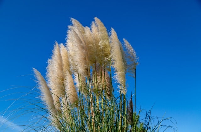 Pampasgras im Kübel ziehen