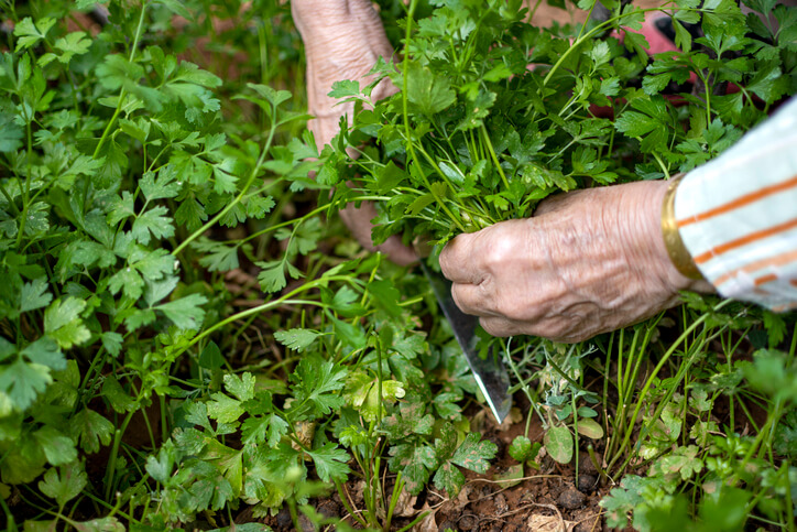 Petersilie richtig schneiden
