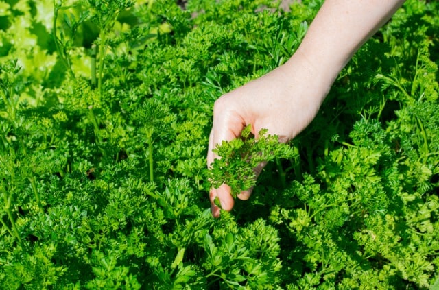 Petersilie schneiden - Zeitpunkt und Anleitung