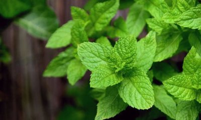 Pfefferminze richtig ernten - Zeitpunkt und Ablauf