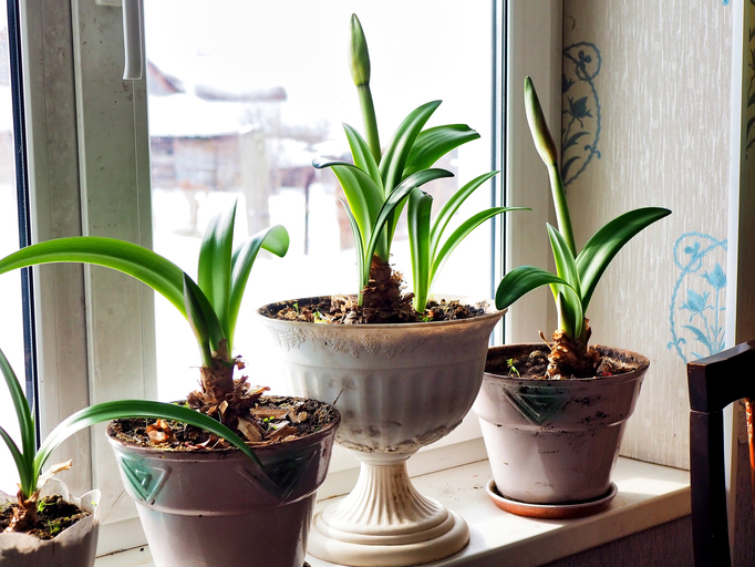 Pflege der Jungpflanzen