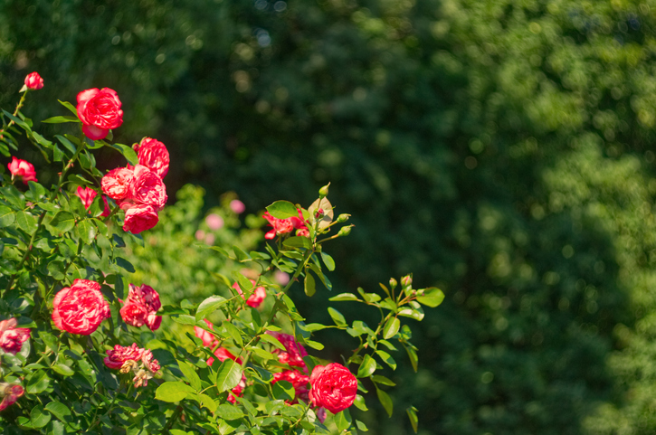 Pflege und Schnitt von Edelrosen