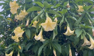 Pflegeleichte Bäume für Ihren Garten