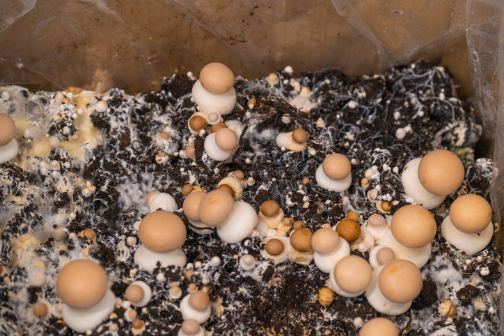 Pilzzucht zuhause - Die Möglichkeiten