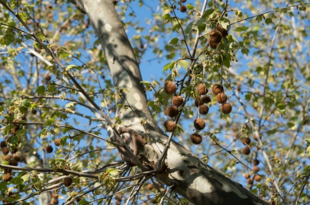 Platane richtig schneiden