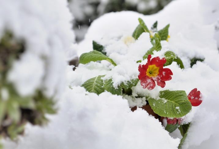 Primelarten und ihr Umgang mit Frost