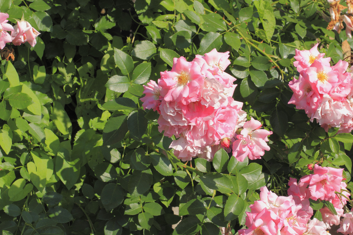 Ramblerrose richtig schneiden