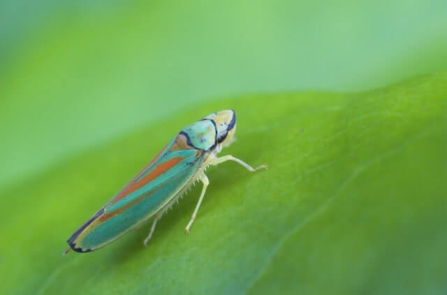 Rhododendron Schädlinge mit Hausmitteln bekämpfen