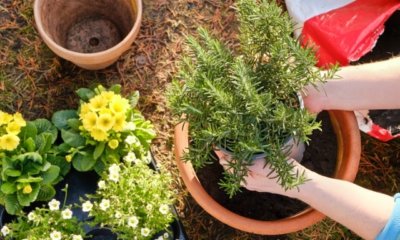 Rosmarin richtig umtopfen