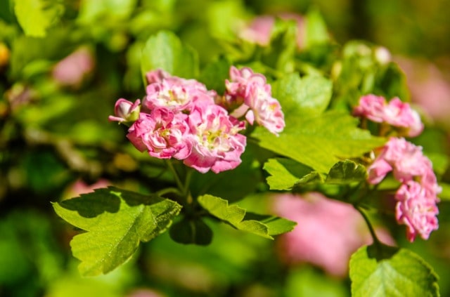 Rotdorn richtig schneiden