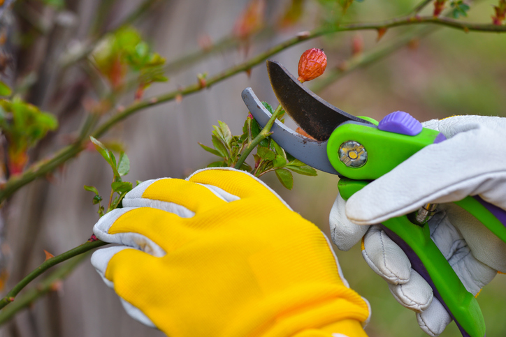 Rückschnitt - für eine reiche Ernte