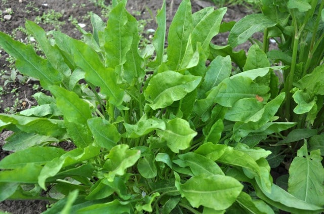 Sauerampfer pflegen