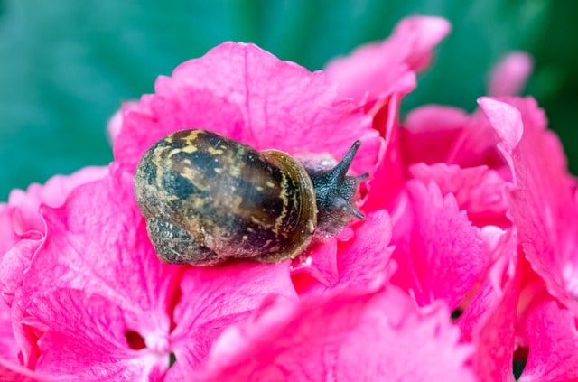 Schädlinge an der Hortensie bekämpfen