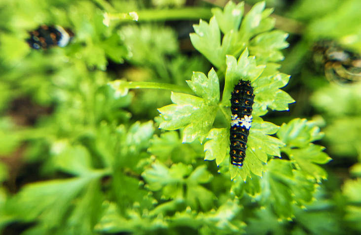 Schädlinge und Krankheiten