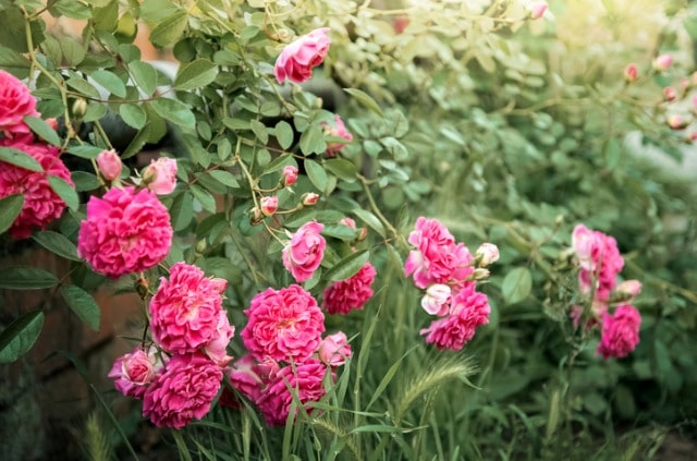 Schöne Rambler-Rosensorten für den Garten