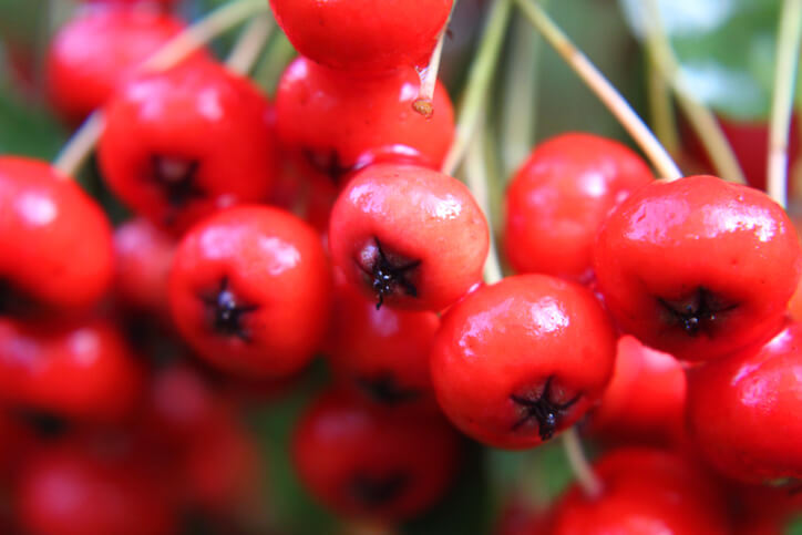 Sind die Früchte des Feuerdorns essbar