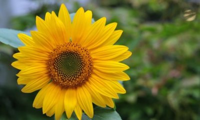 Sonnenblumen richtig düngen