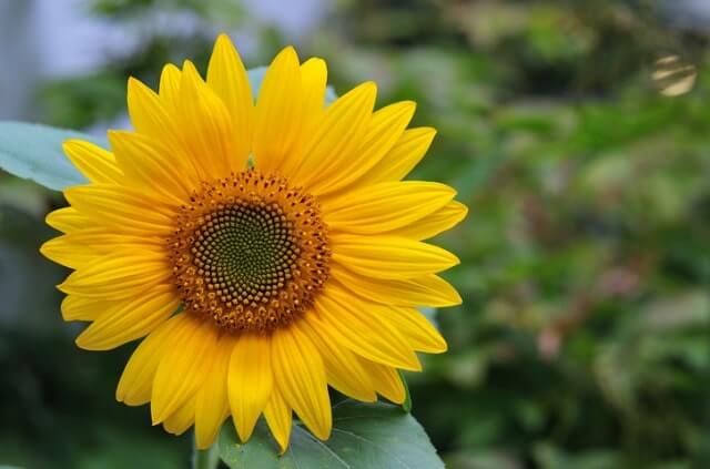 Sonnenblumen richtig düngen
